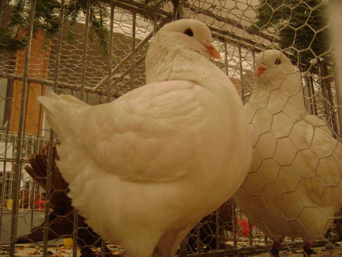 DSC05426 - expozitia tarnaveni 2009