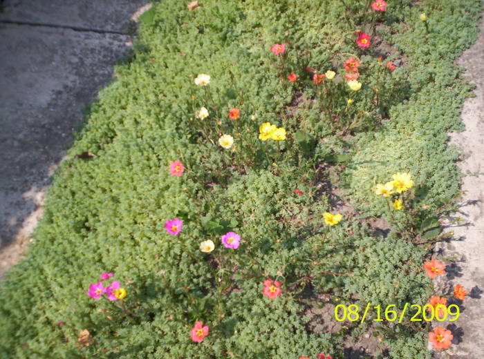 Flori de piatra - F L O R I de tot felul 2009