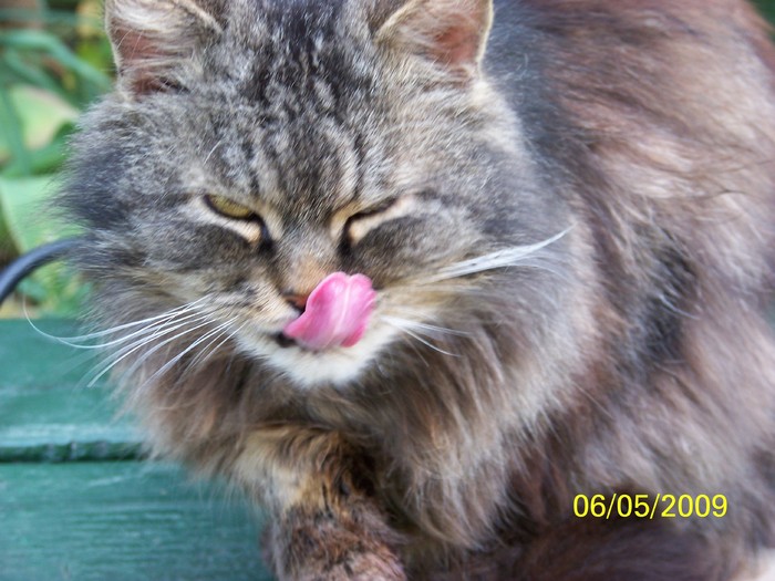 100_1532 - Primavara in curte  Timisoara