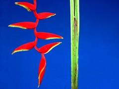 009 - poze cu plante