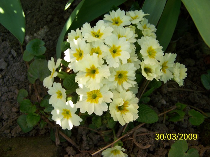 100_0279 - Primavara in curte  Timisoara