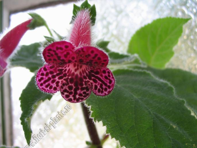 Kohleria Jester 5