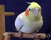 imagesCAH87Z50