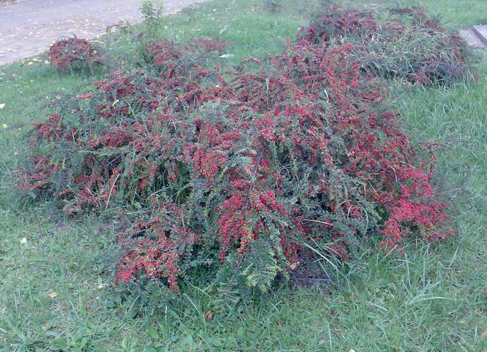 cotoneaster vara - arbusti foiosi