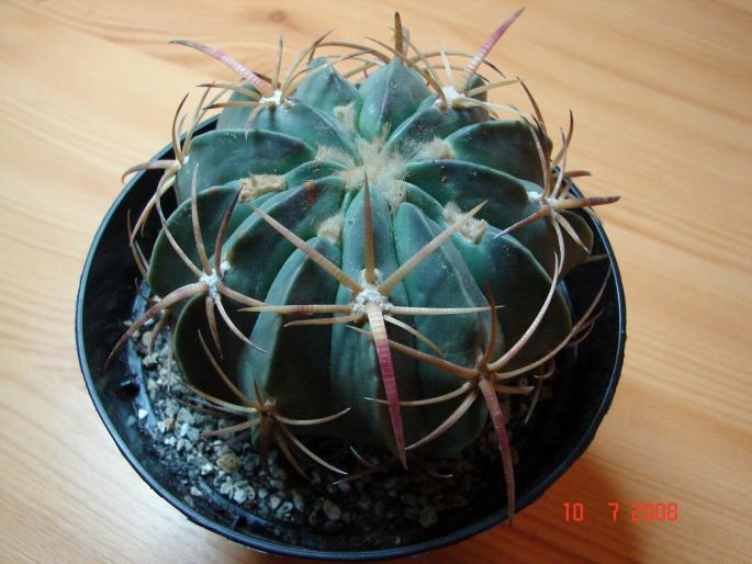 Ferocactus macrodiscus