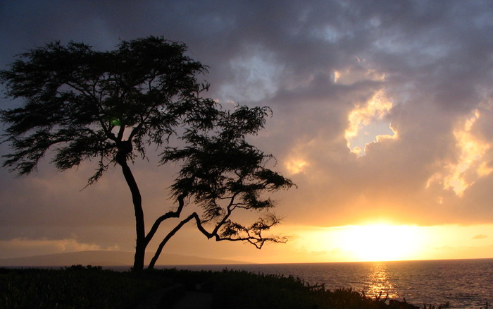 791_treeatwailea_1440x900