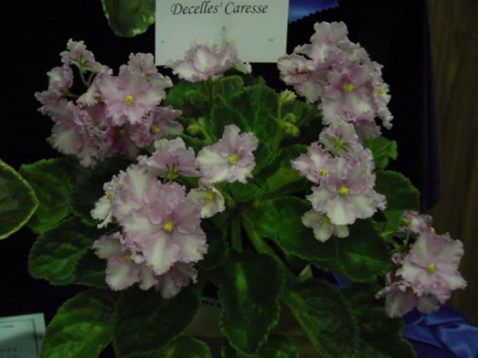 Decelles_Caresse_2005avsa - violete de pe net