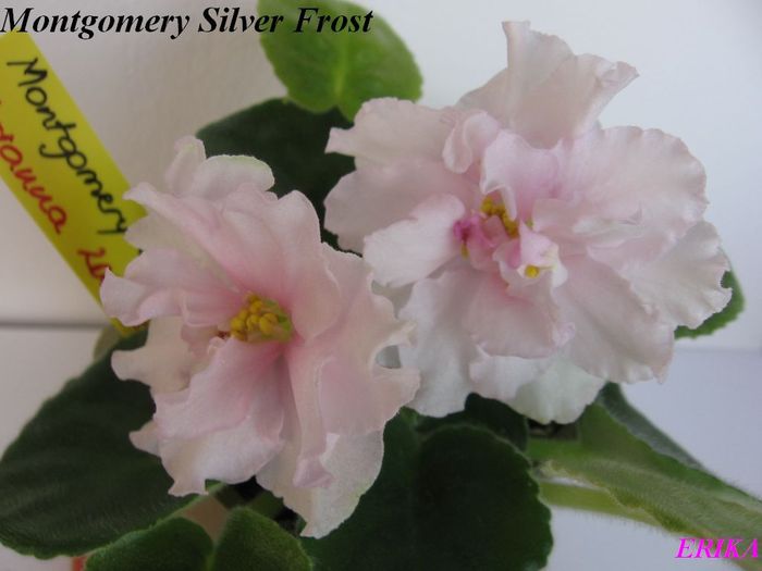 Montgomery Silver Frost 2009 maj 26 - Violete de colectie