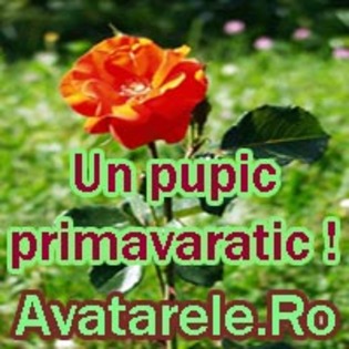 52 - poze avatar primavara