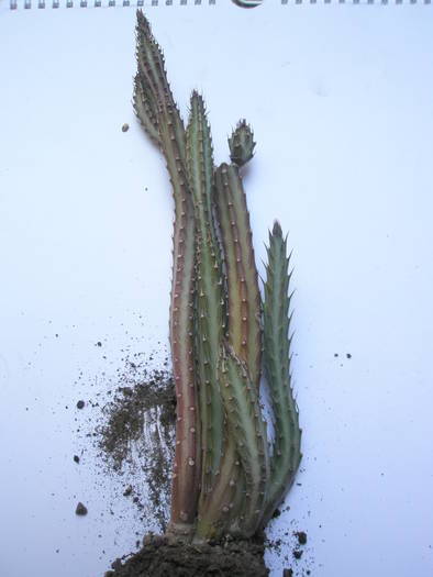 Senecio stapeliformis - cresteri interesante