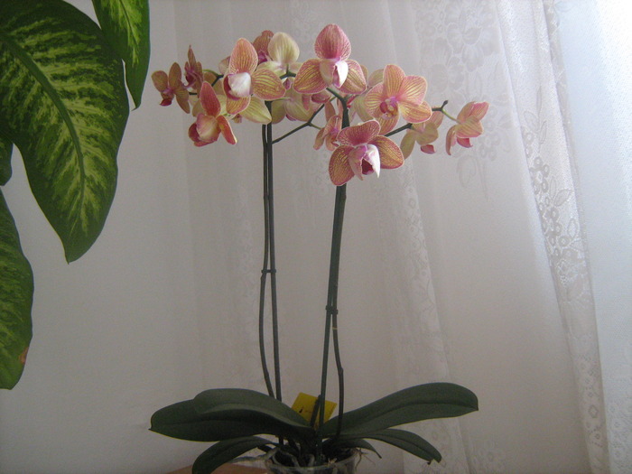 IMG_5197 - Orhideele in 2009