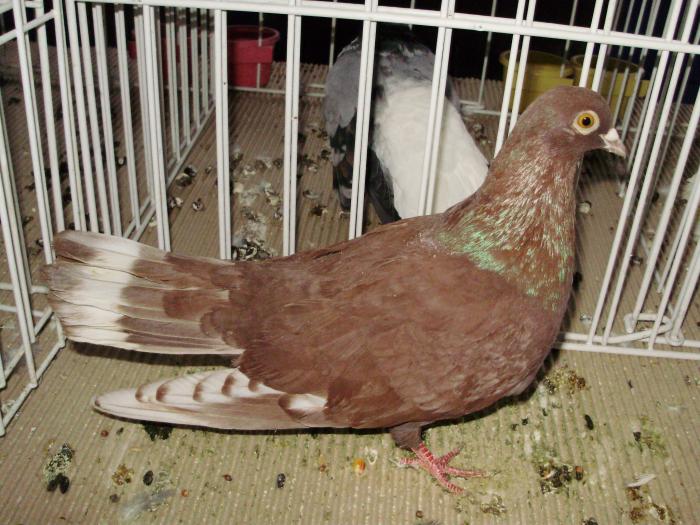 rosu 4 - 1506 2 porumbei rz