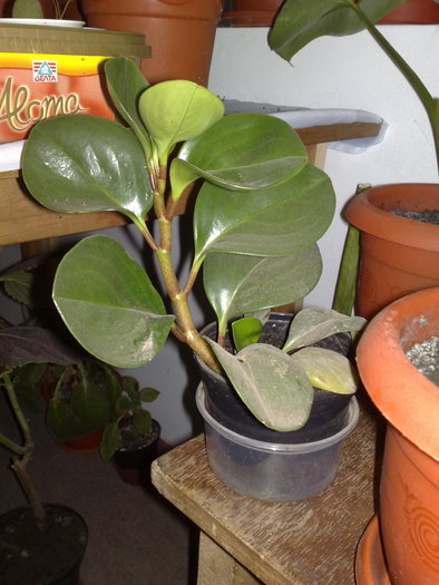 peperomia