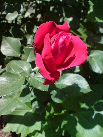 DSC01688 - Trandafiri
