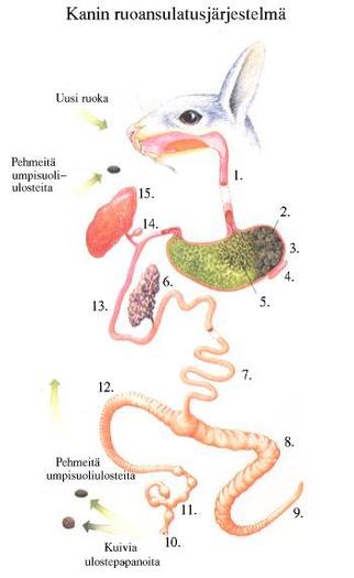 Anatomie 1 - Iepuri - Cabinete veterinare romanesti