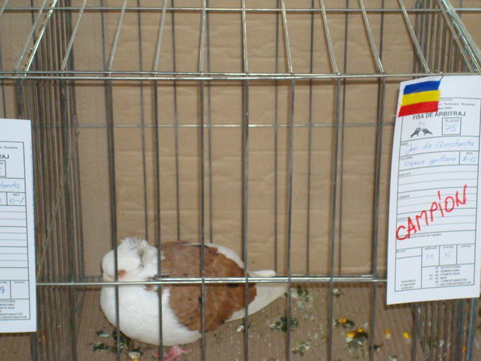 DSC04915 - Campioni de toate rasele la Expo Fauna Banatului 2009 Timisoara