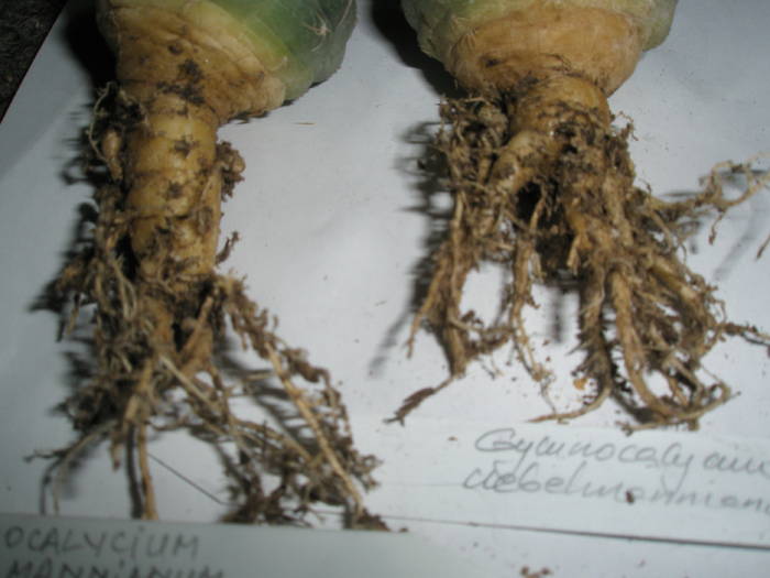 Gymnocalycium uebelmannianum 2 radacini - RADACINI de cactus