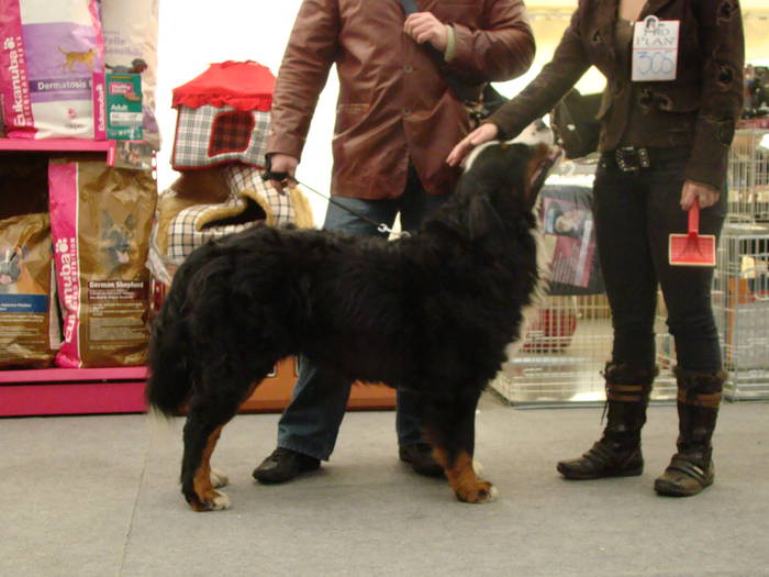 Picture 125 - Expo CACIB Cluj Napoca 15 11 2008