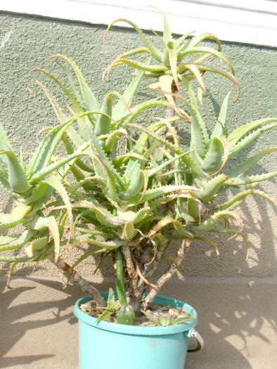 Aloe arborescens - Suculente