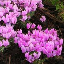 Copy of cyclamen_hederifolium - cyclamen