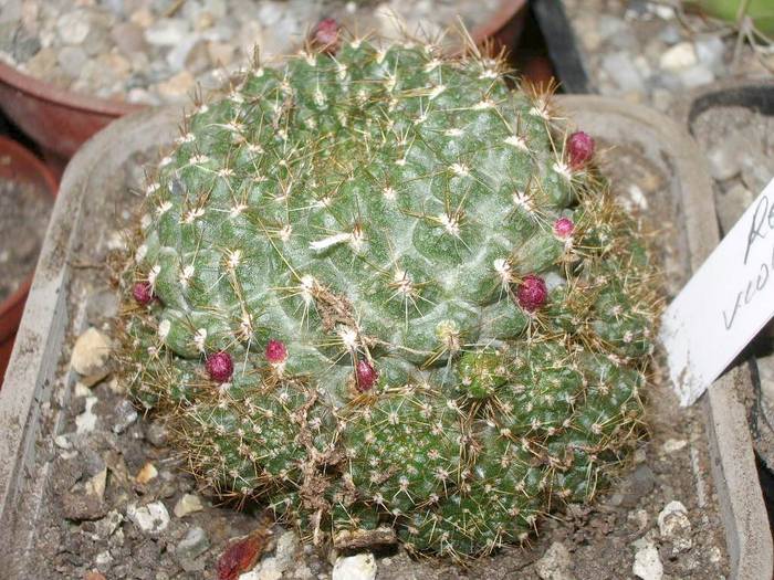 Rebutia violaciflora