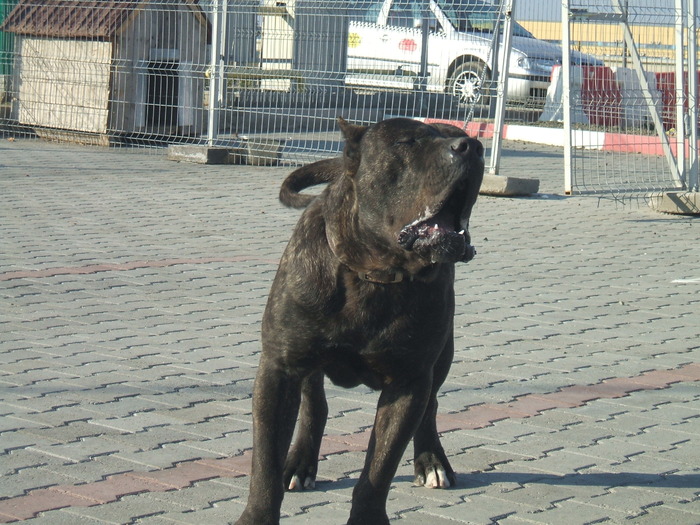 DSCF1972 - snoopyfightdogo  canario