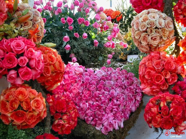 f65c5dc4_0050000884804_00_600 - Trandafiri