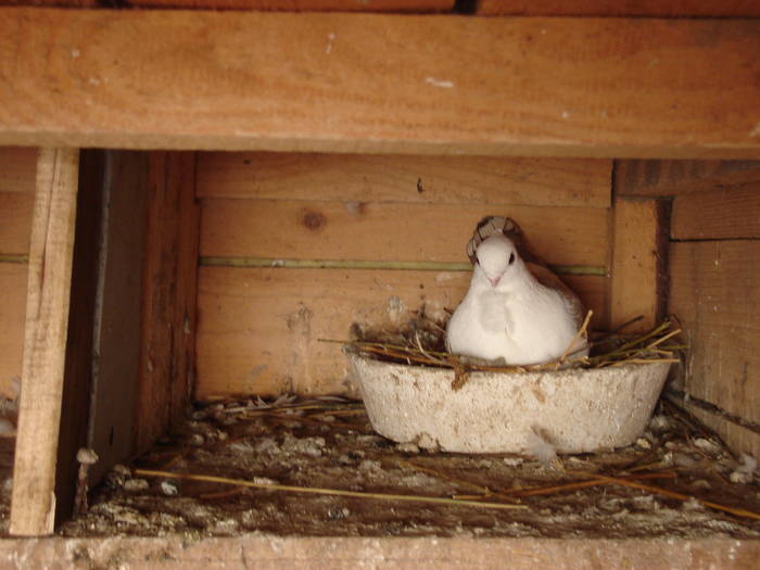 89 - C Porumbei Blueti si Satineti Vechi