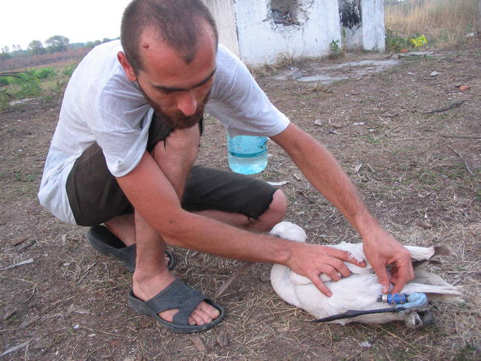 "Salvare esuata" - Santier arheologic - Desa Dolj 2007