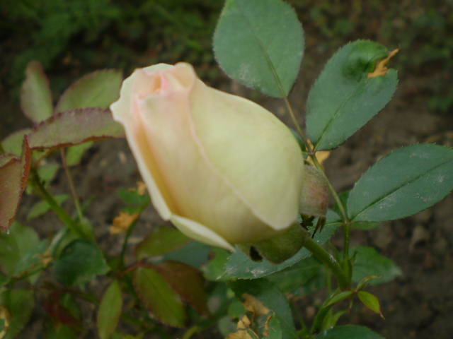 P5141407 - trandafiri