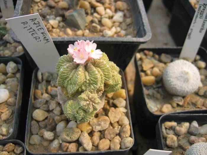 Aztekium ritteri