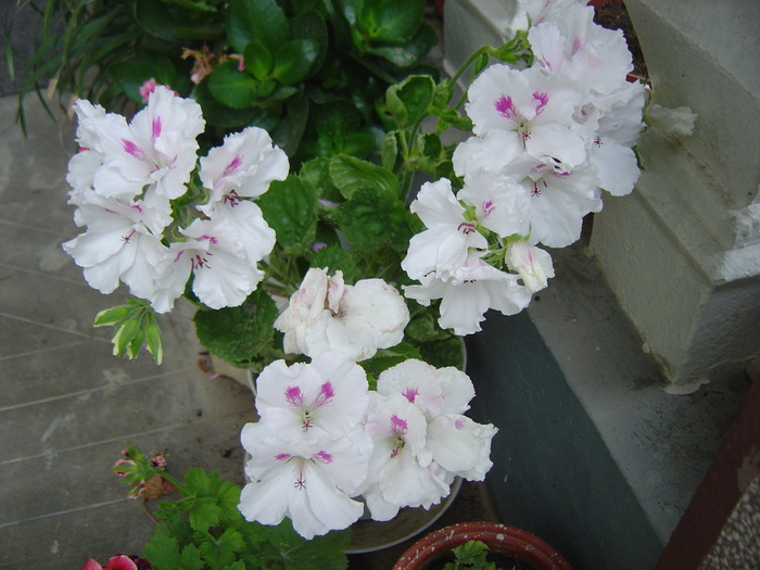 muscata alba - florile mele in 2009 - lety