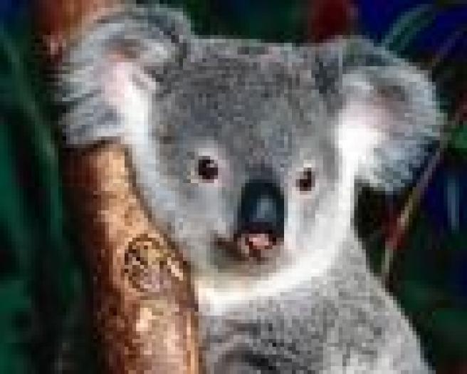 Cuddly Koala wallpaper - imagini pentru dekstop