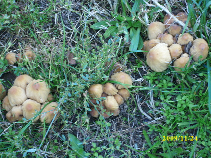 DSCI2891 - bureti si ciuperci