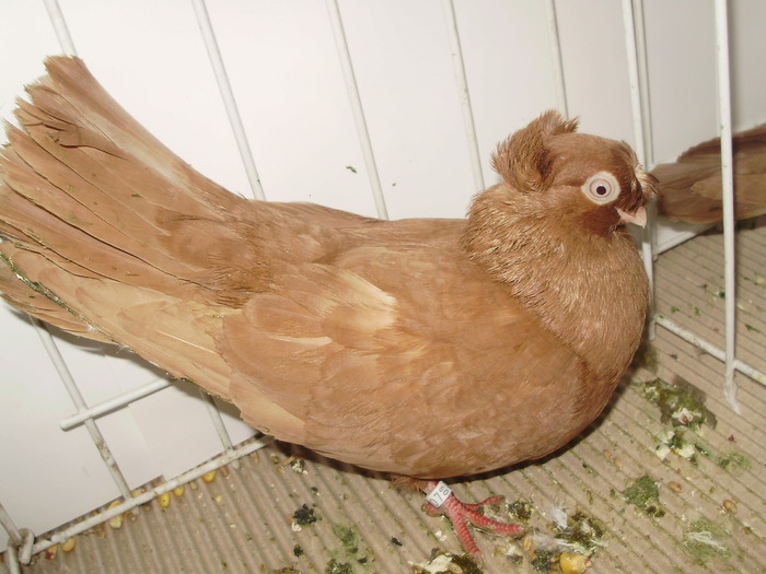 calarasi 2 - 1509 rom juc 1