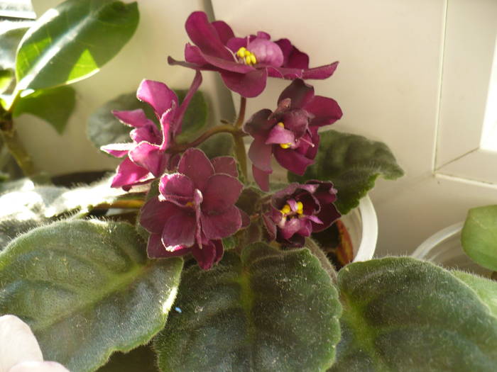 P1140013 - Saintpaulia - violete de camera