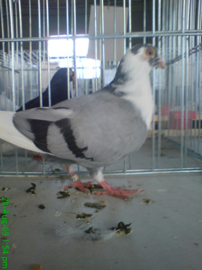 DSC05222 - P- Expo Flora Turda