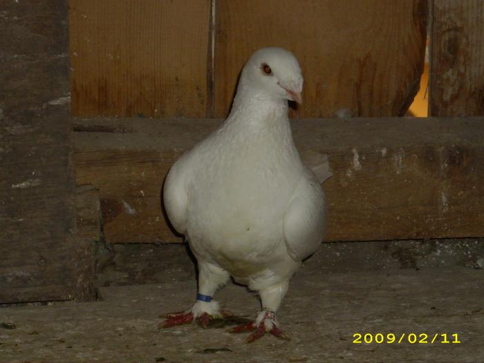 femela 2oo6 - nastase