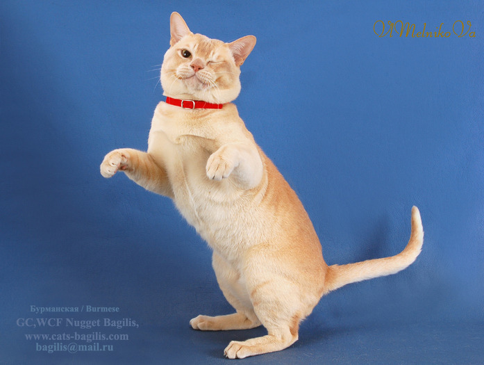 D_286 - Desktop Pisici