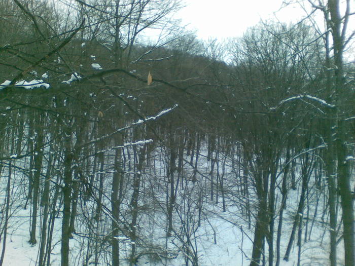 15022009(001) - vanatoare padure
