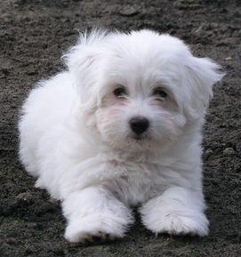 200703222029240.BichonHavanese - catei