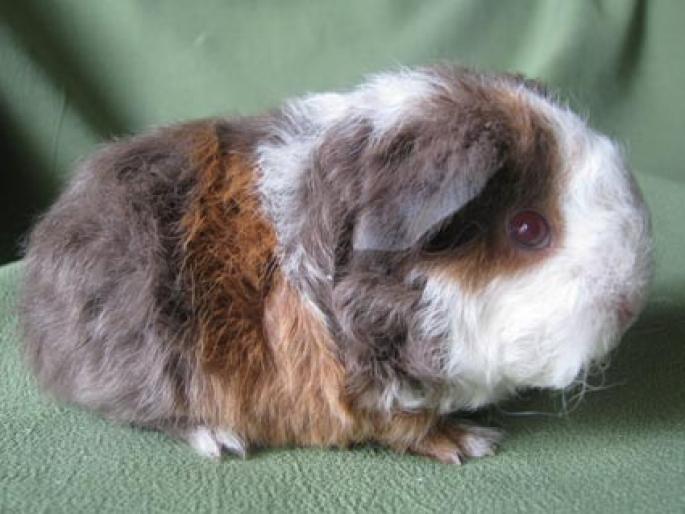 pui texel mascul, tricolor: albastru-auriu-alb, 3 saptamani; pui texel mascul, 3 saptamani
