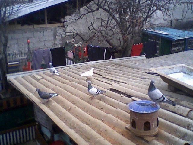 Fotografii-0007 - Porumbeii mei calatori