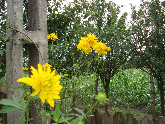 HELIOPSIS