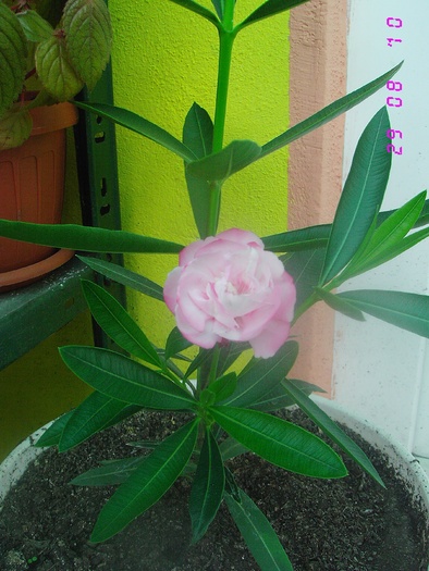 Roz batut - Nerium oleander - leandru