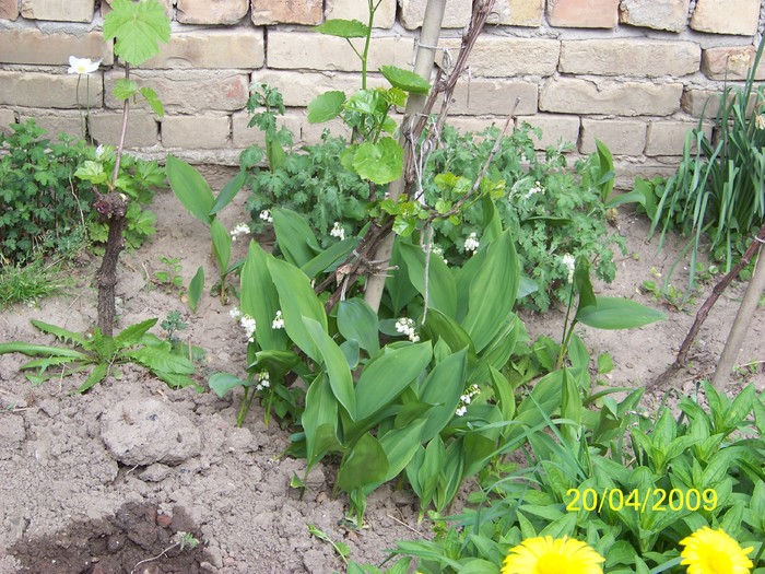 100_0962 - Primavara in curte  Timisoara