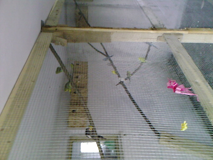 Fotografii-0014d - ALTE PASARI - POZE 2009