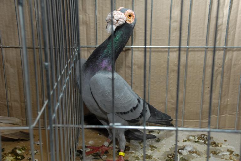 DSC_3995 - Campioni Expo TM1