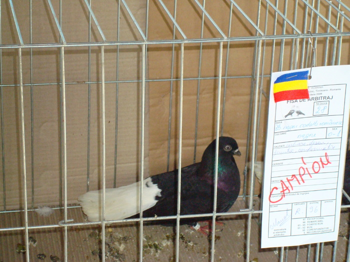DSC04919 - Campioni de toate rasele la Expo Fauna Banatului 2009 Timisoara