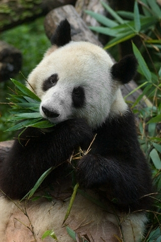 ursulet panda